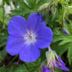 Pakost hybridný 'JOHNSON´S BLUE', kont. 0,5Lit.