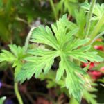 Pakost hybridný 'JOHNSON´S BLUE', kont. 0,5Lit.