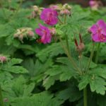 Pakost podzemkatý - Geranium macrorrhizum, kont. 0,5l