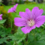 Pakost podzemkatý - Geranium macrorrhizum, kont. 0,5l