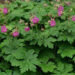 Pakost podzemkatý - Geranium macrorrhizum, kont. 0,5l