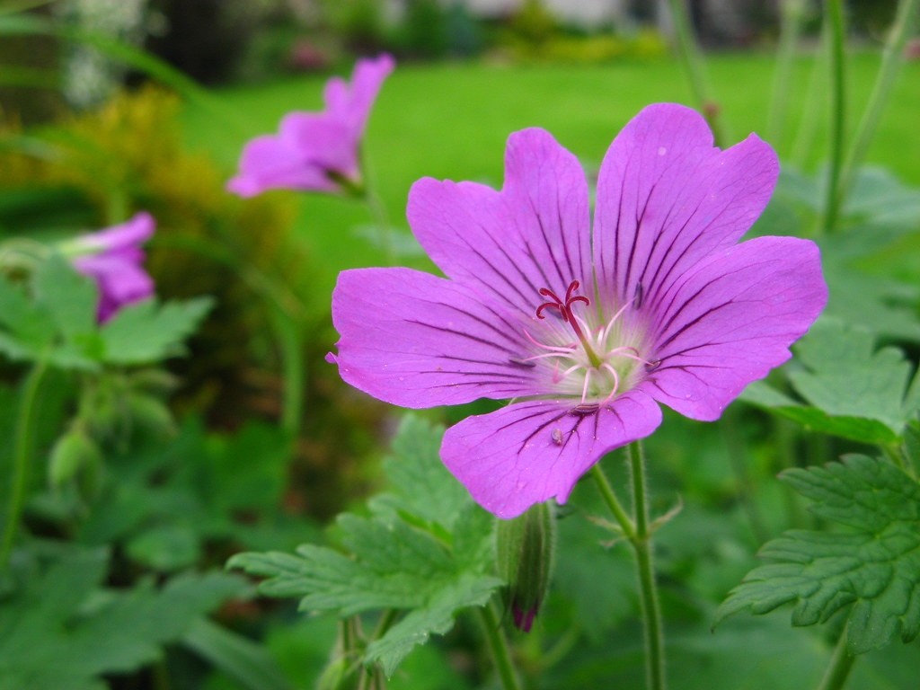 Pakost podzemkatý - Geranium macrorrhizum, kont. 0,5l