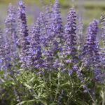 Perovskia 'LACEY BLUE', kont. 1l