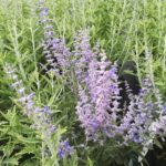 Perovskia 'LACEY BLUE', kont. 1l