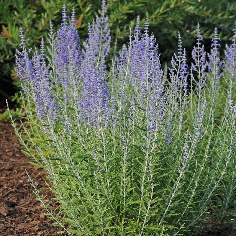 Perovskia 'LACEY BLUE', kont. 1l