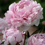 Pivónia bylinná ´SARAH BERNHARDT', kont. 2l