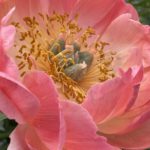 Pivónia čínska ‘CORAL SUNSET’, kont. 2l