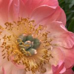 Pivónia čínska ‘CORAL SUNSET’, kont. 2l