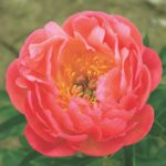 Pivónia čínska ‘CORAL SUNSET’, kont. 2l