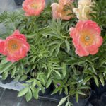 Pivónia čínska ‘CORAL SUNSET’, kont. 2l