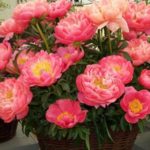 Pivónia bylinná ‘CORAL SUNSET’, kont. 2,5l