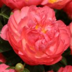 Pivónia čínska ‘CORAL SUNSET’, kont. 2l