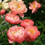 Pivónia bylinná ‘CORAL SUNSET’, kont. 2,5l