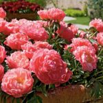 Pivónia bylinná ‘CORAL SUNSET’, kont. 2,5l