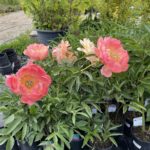 Pivónia čínska ‘CORAL SUNSET’, kont. 2l