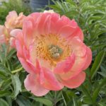 Pivónia čínska ‘CORAL SUNSET’, kont. 2l