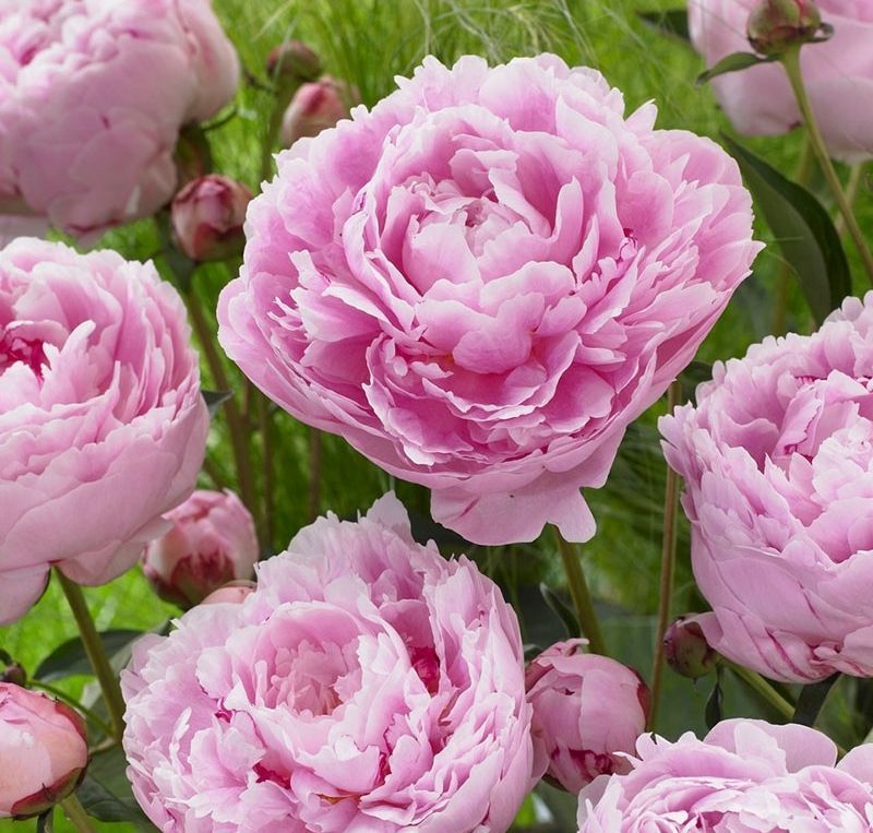 Pivónka čínska ´Sarah Bernhardt´, kont.1l