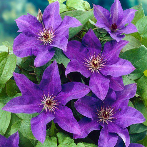 PLAMIENOK - CLEMATIS "The President" , 30-40cm