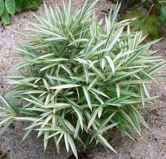 Pleioblastus variegatus ( zakrpatený bambus), kont. 1l