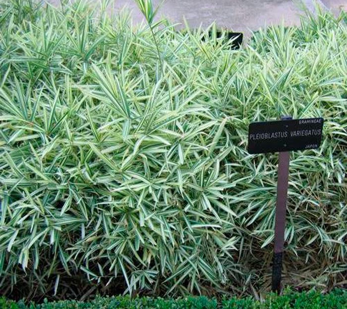 Pleioblastus variegatus ( zakrpatený bambus), kont. 1l