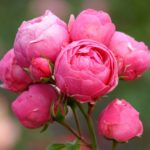 Ruža mnohokvetá POMPONELLA KORDES, kont. 2l