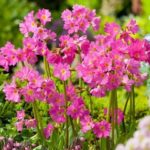 Prvosienka ružová ´GRANDIFLORA´ (Primula rosea GRANDIFLORA), kont. K9