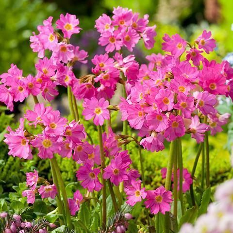 Prvosienka ružová ´GRANDIFLORA´ (Primula rosea GRANDIFLORA), kont. K9