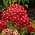 Rebríček obyčajný 'PAPRIKA', kont. 1,4l