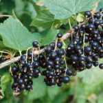 Ríbezľa čierna 'OTELO', kríčková, stredne neskorá, kont. 2 l