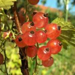 Ríbezľa ružová LUBAWA, stromčeková, kont. 2 l