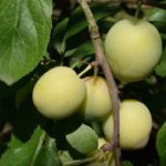 Ringlota ´OULINSKÁ´, samoopelivá, skorá, podp. myrobalán, voľný koreň