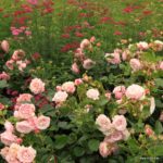 Ruža mnohokvetá ‘Rosenfaszination®‘, KORDES, kont. 2 l