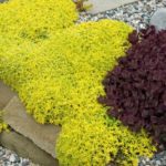 Rozchodník ostrý ´YELLOW QUEEN´, kont. 0,5L