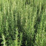 Rozmarín lekársky, (Rosmarinus officinalis), kont. 1,5 l