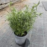 Rozmarín lekársky, (Rosmarinus officinalis), kont. 1,5 l