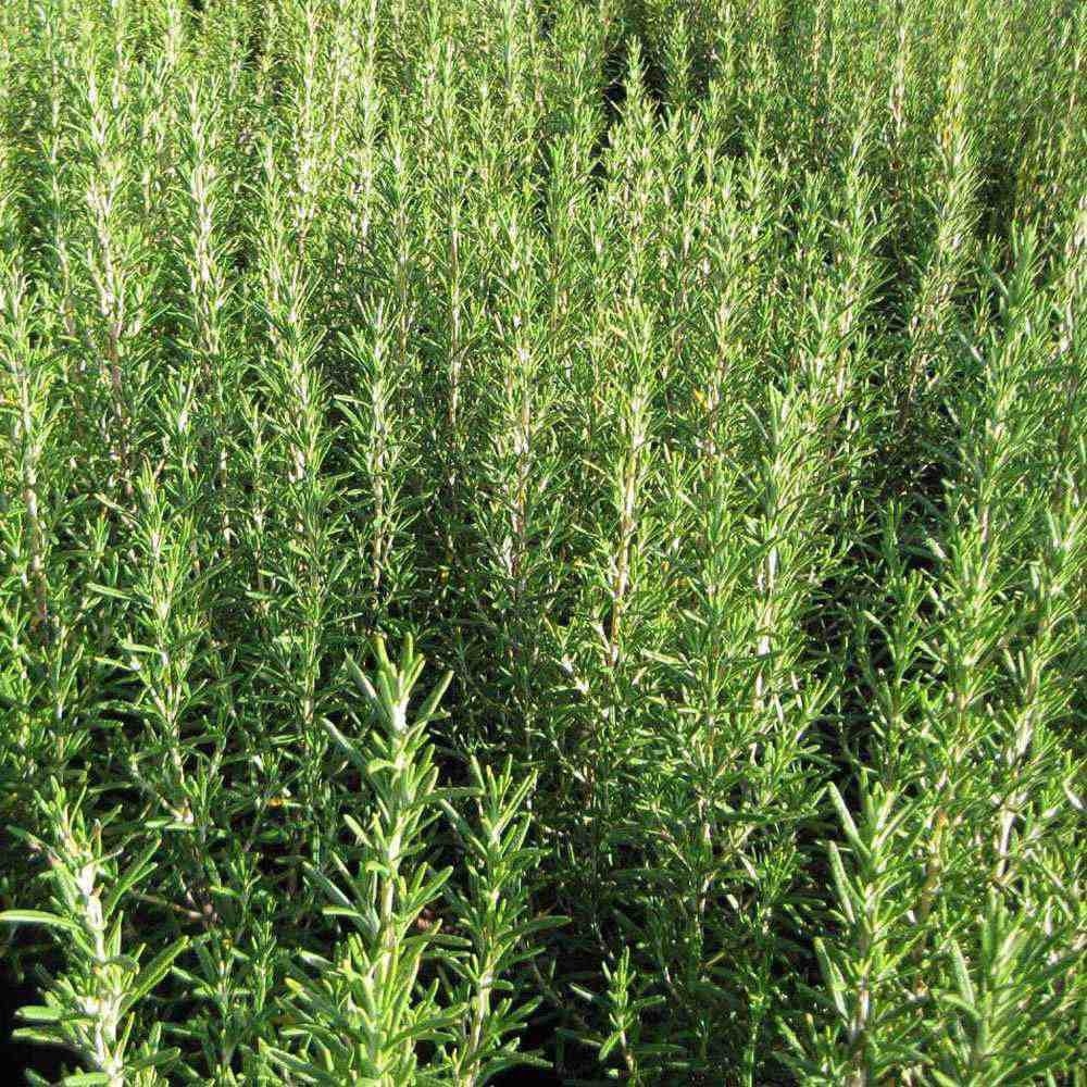 Rozmarín lekársky, (Rosmarinus officinalis), kont. 1,5 l