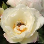 Ruža kríková ‘WEISSE WOLKE®‘, Kordes, kont. 2l