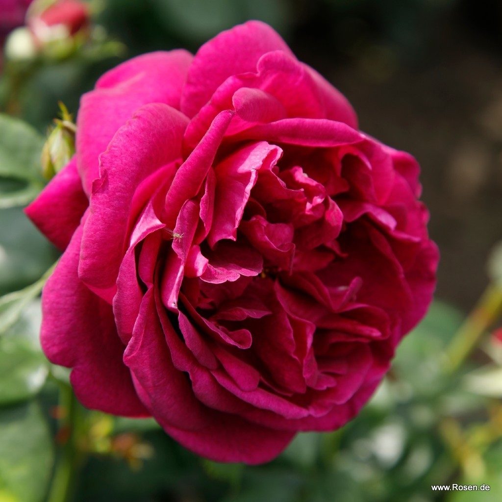 Ruža mnohokvetá 'FÜR ELISE', Kordes, kont. 2l