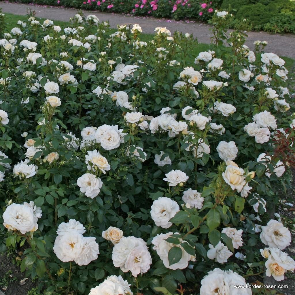 Ruža mnohokvetá ‘LIONS-ROSE®‘, kont. 2l