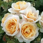 Ruža mnohokvetá ‘LIONS-ROSE®‘, kont. 2l