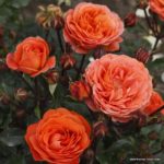 Ruža mnohokvetá 'PHOENIX', Kordes, kont. 2l