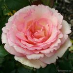 Ruža veľkokvetá 'SOUVENIR DE BADEN-BADEN', Kordes, kont. 2l