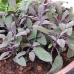 Šalvia lekárska 'PURPURASCENS', kont. 1l