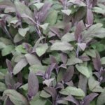 Šalvia lekárska 'PURPURASCENS', kont. 1l