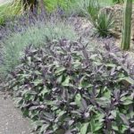 Šalvia lekárska 'PURPURASCENS', kont. 1l