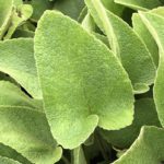 Sápa záhradná, kont. 1 l