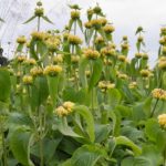 Sápa záhradná, kont. 1 l