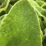 Sápa záhradná, kont. 1 l