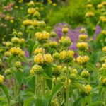 Sápa záhradná, kont. 1 l