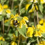 Sápa záhradná, kont. 1 l